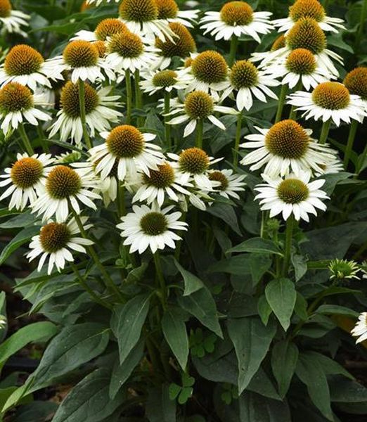 Echinacea purpurea 'Sombrero Blanco'